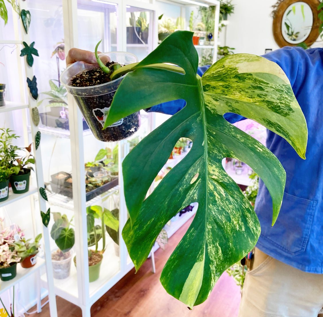 Monstera deliciosa var. borsigiana 'Marmorata Aurea' - The Plant Lady SF