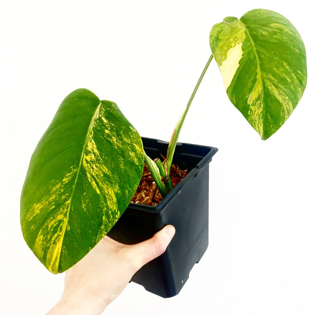 Monstera deliciosa var. borsigiana 'Marmorata Aurea' – The Plant
