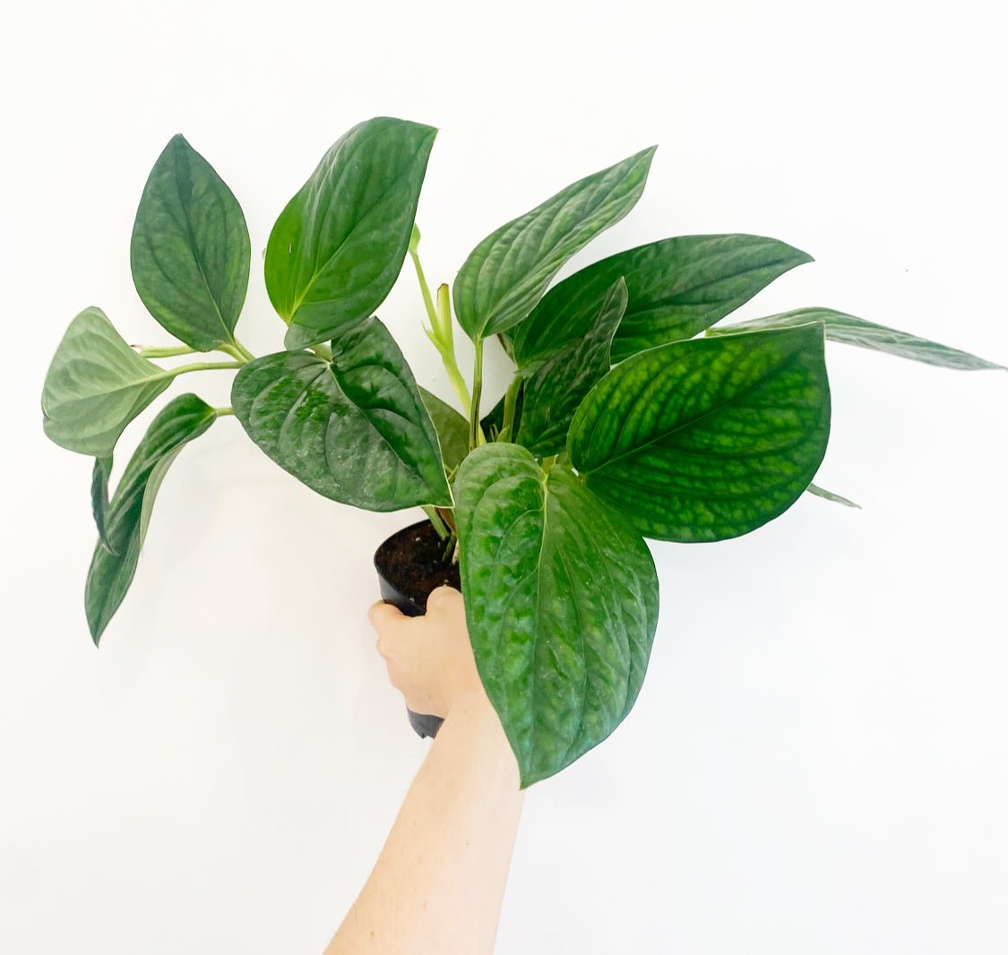 Monstera karstenianum 'Peru' - The Plant Lady SF