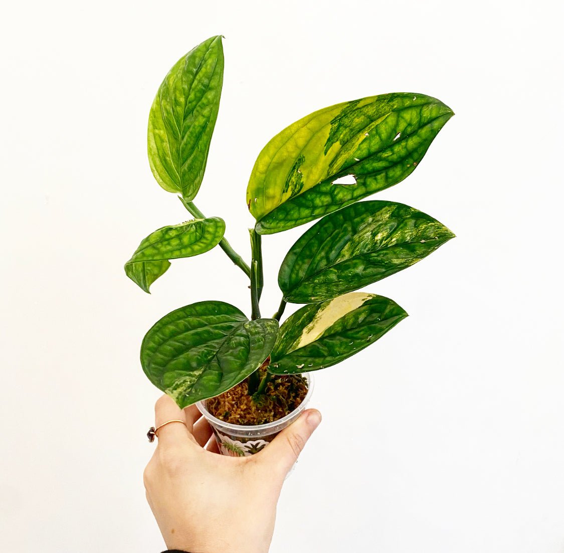 Monstera sp ‘Peru’ variegated - The Plant Lady SF