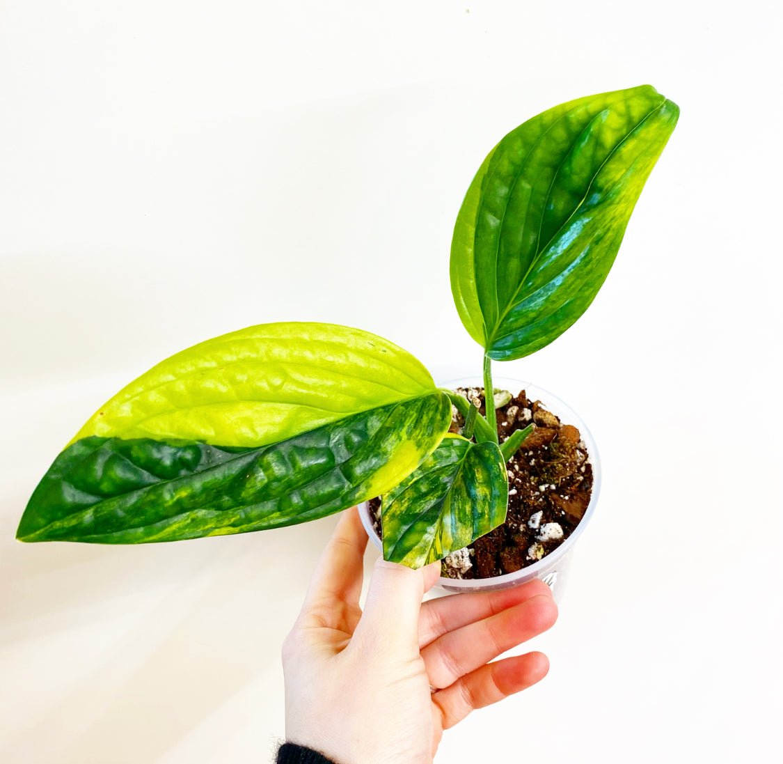Monstera sp ‘Peru’ variegated - The Plant Lady SF