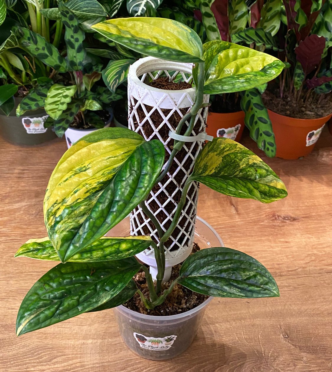 Monstera sp ‘Peru’ variegated - The Plant Lady SF