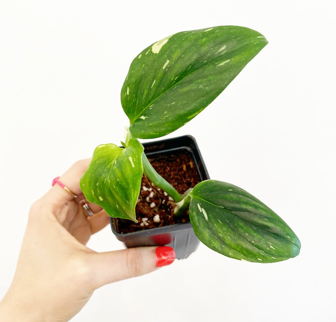 Monstera standleyana 'Albo' - The Plant Lady SF