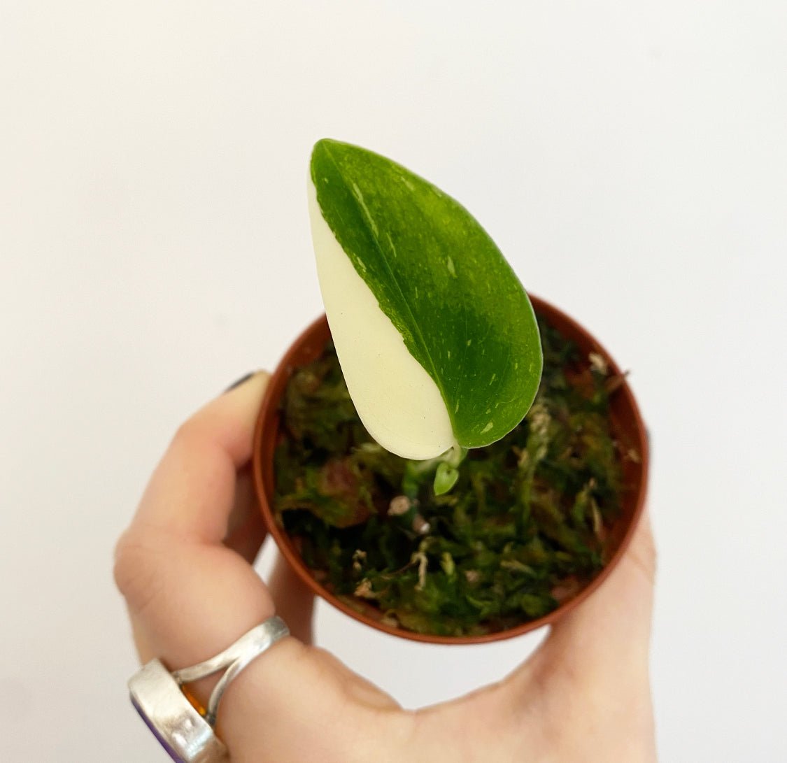 Monstera standleyana 'Albo' - The Plant Lady SF