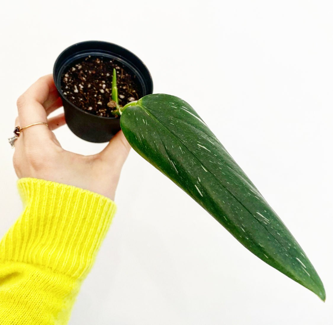 Monstera standleyana 'Albo' - The Plant Lady SF