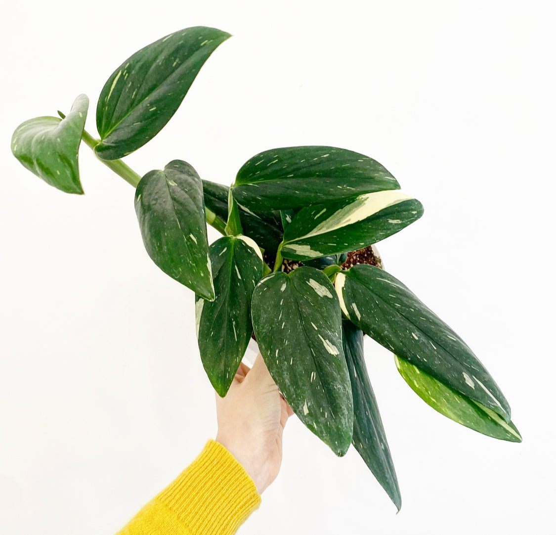monstera standleyana mature form Monstera standleyana 'Albo' – The Plant Lady SF