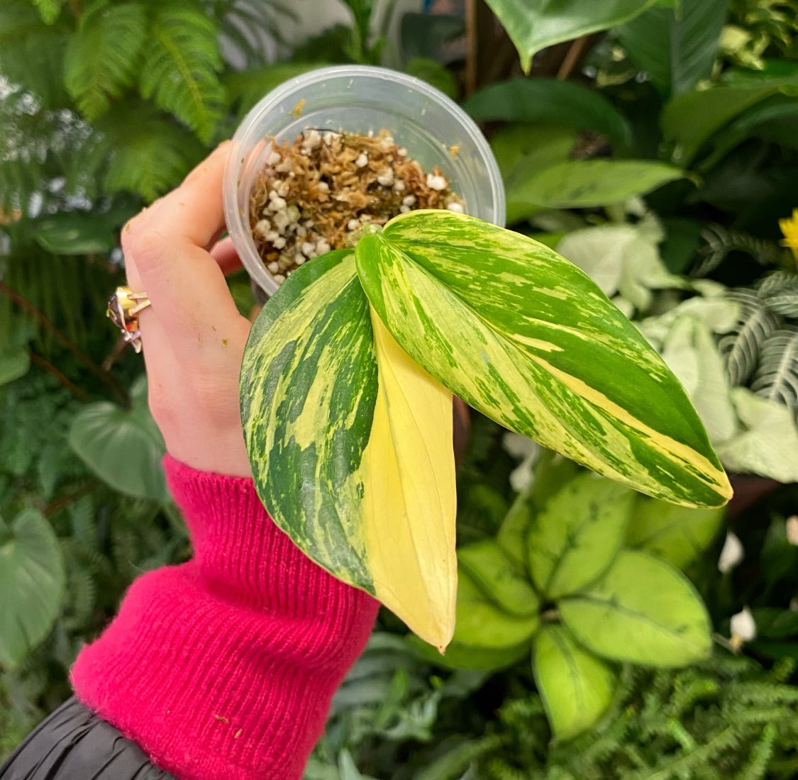 Monstera standleyana 'Aurea' - The Plant Lady SF