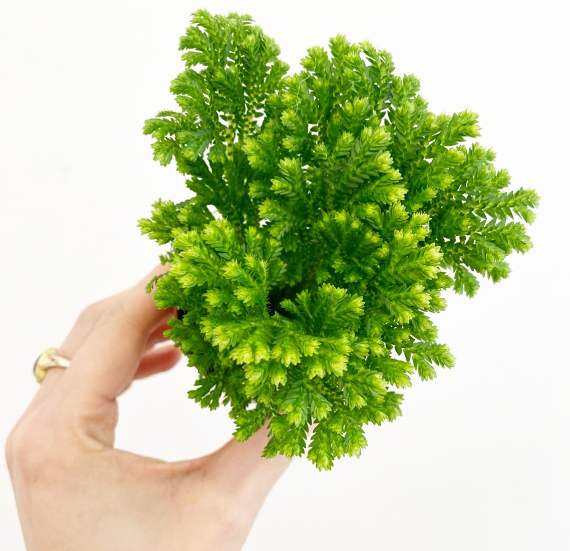 Moss Fern - The Plant Lady SF