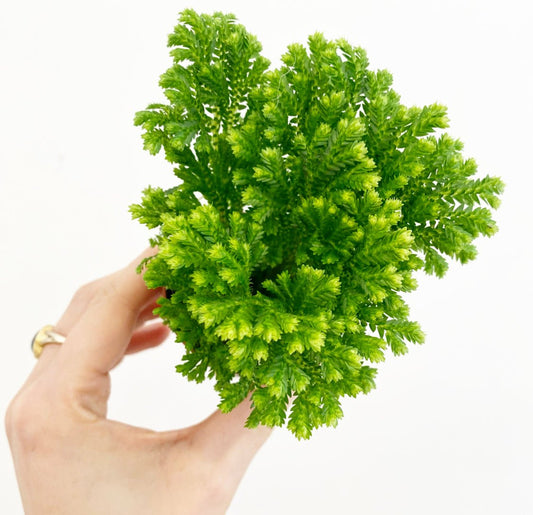 Moss Fern - The Plant Lady SF