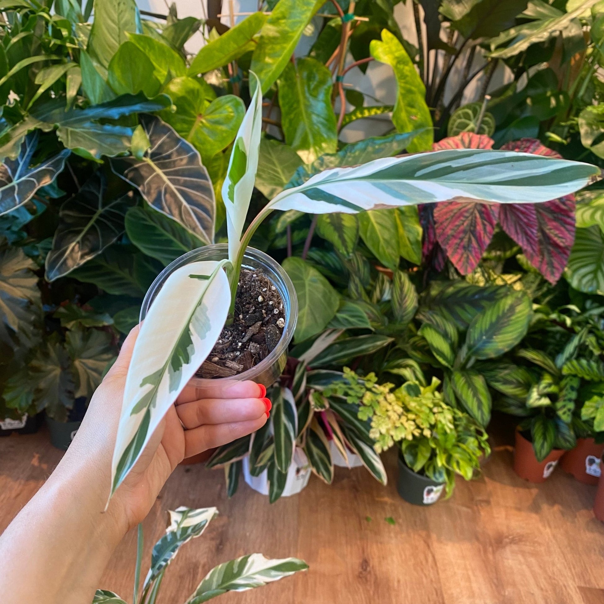 variegated banana plant seeds Musa spp. 'Florida' (Variegated Banana Tree) – The Plant Lady SF