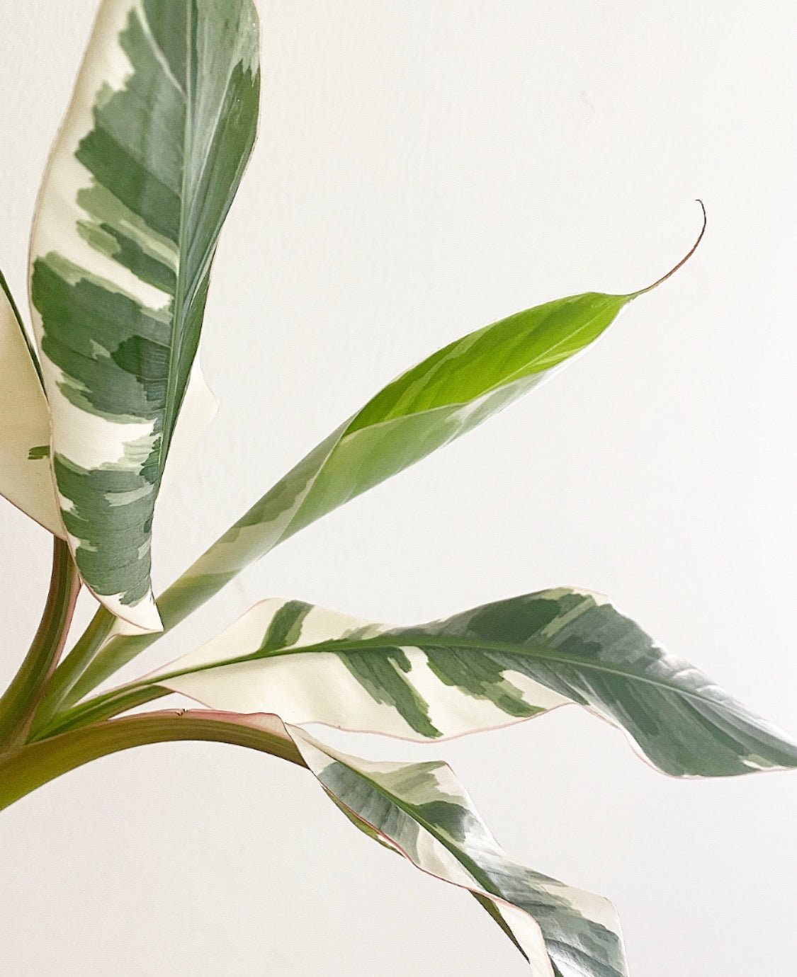 Musa spp. 'Florida' (Variegated Banana Tree) – The Plant Lady SF