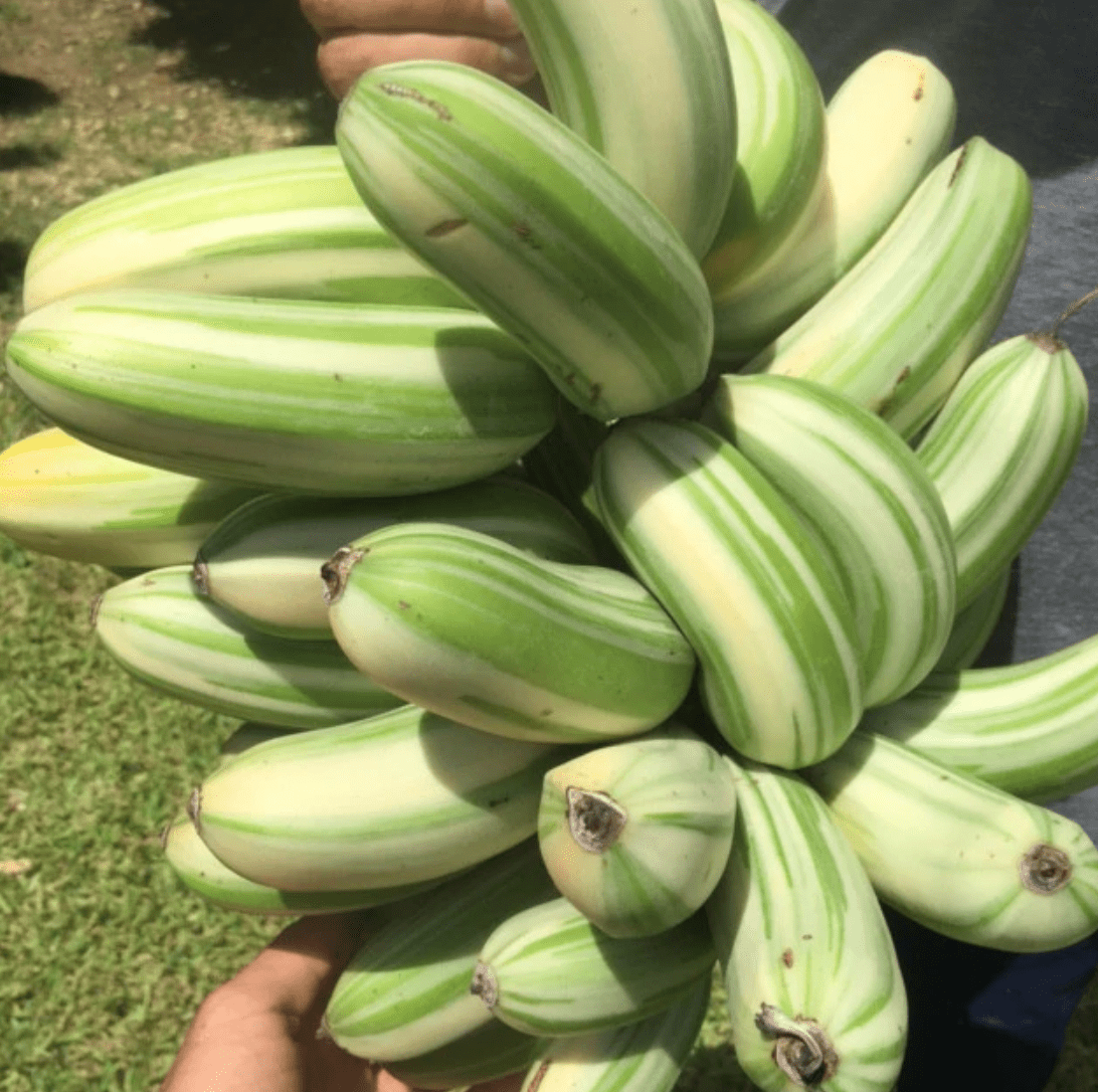 Musa spp. 'Florida' (Variegated Banana Tree) - The Plant Lady SF