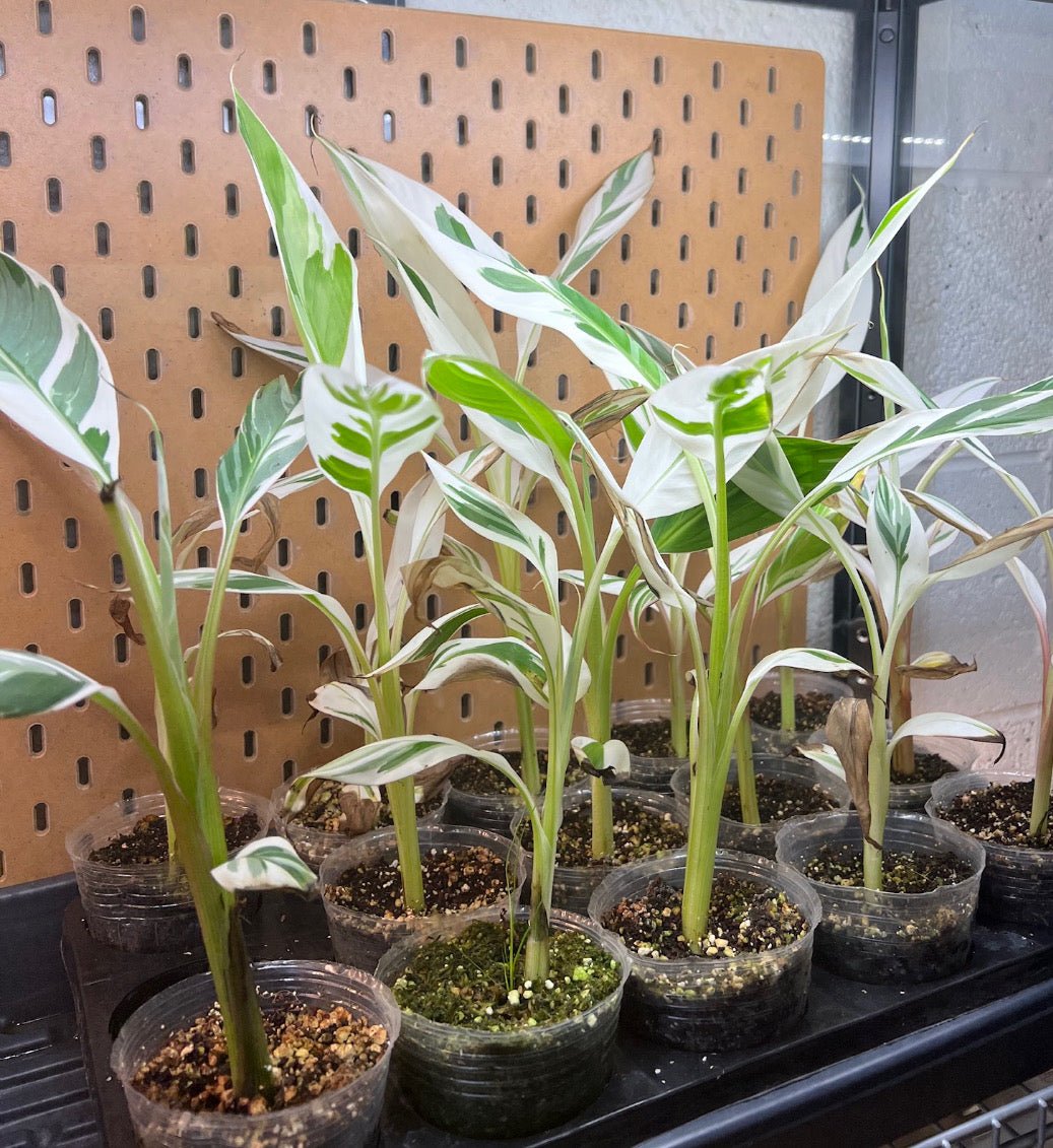 indoor plant that looks like banana tree Musa spp. 'Florida' (Variegated Banana Tree) – The Plant Lady SF