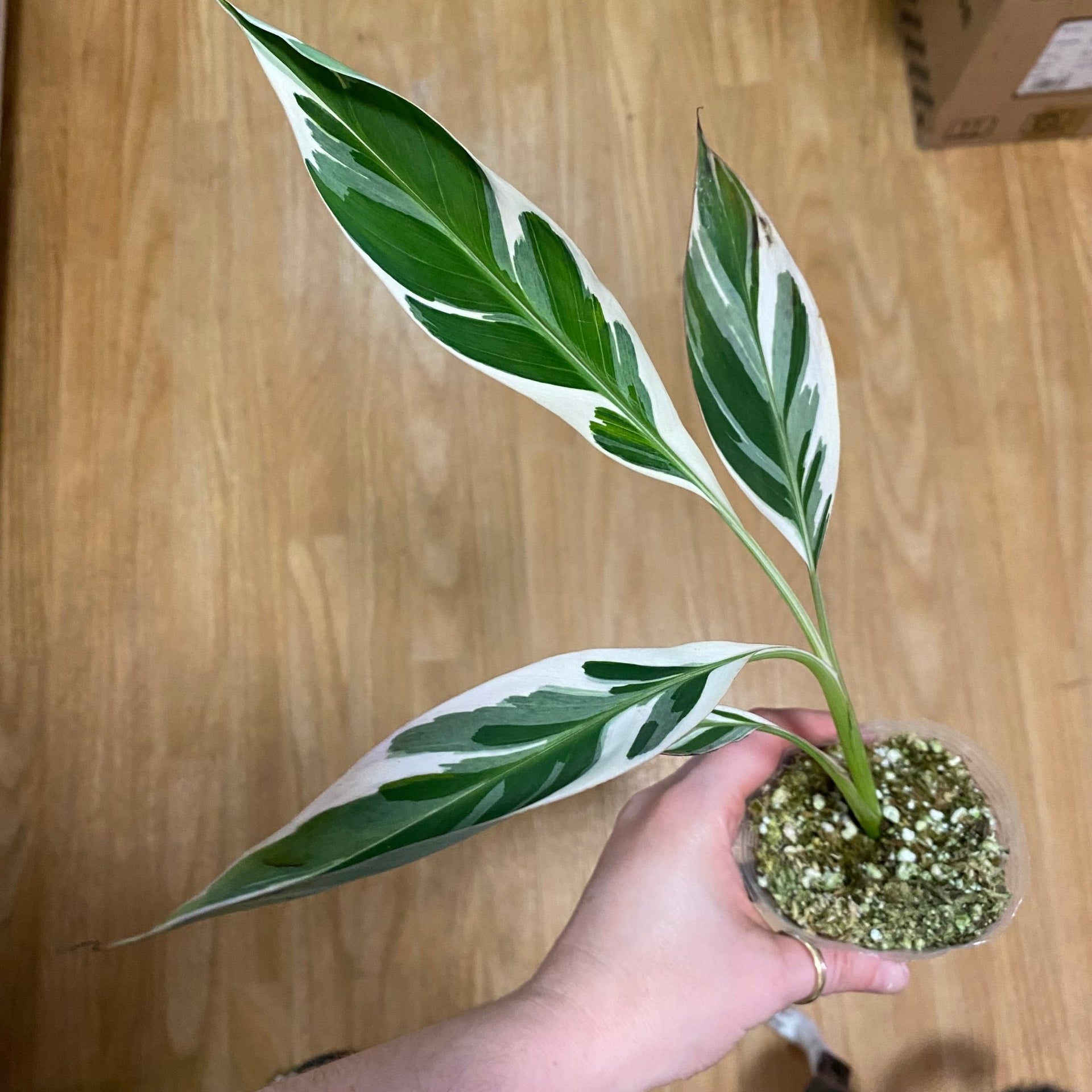 variegated banana plant seeds Musa spp. 'Florida' (Variegated Banana Tree) – The Plant Lady SF