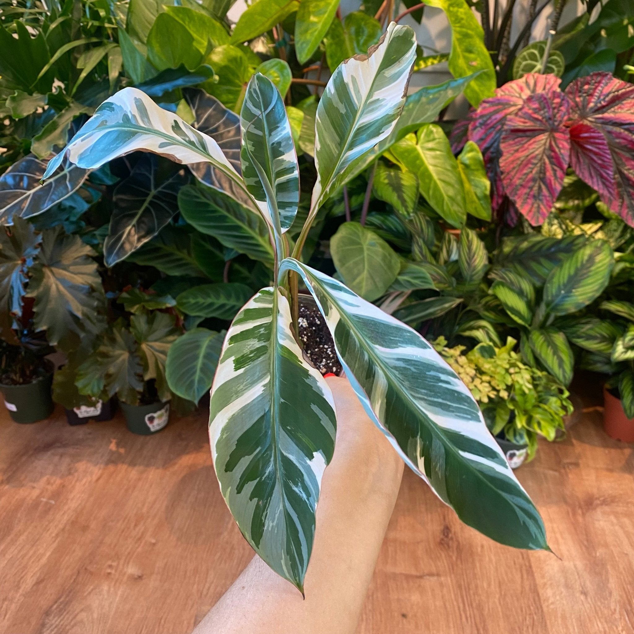 Musa spp. 'Florida' (Variegated Banana Tree) – The Plant Lady SF