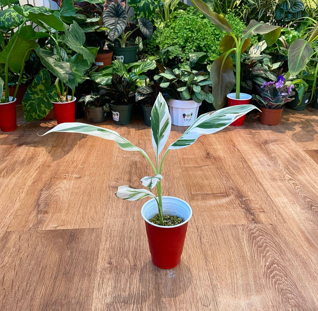 Musa spp. 'Florida' (Variegated Banana Tree) - The Plant Lady SF