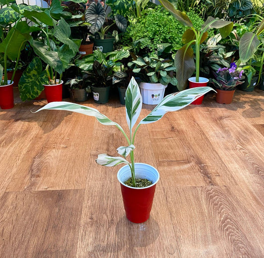 Musa spp. 'Florida' (Variegated Banana Tree) - The Plant Lady SF