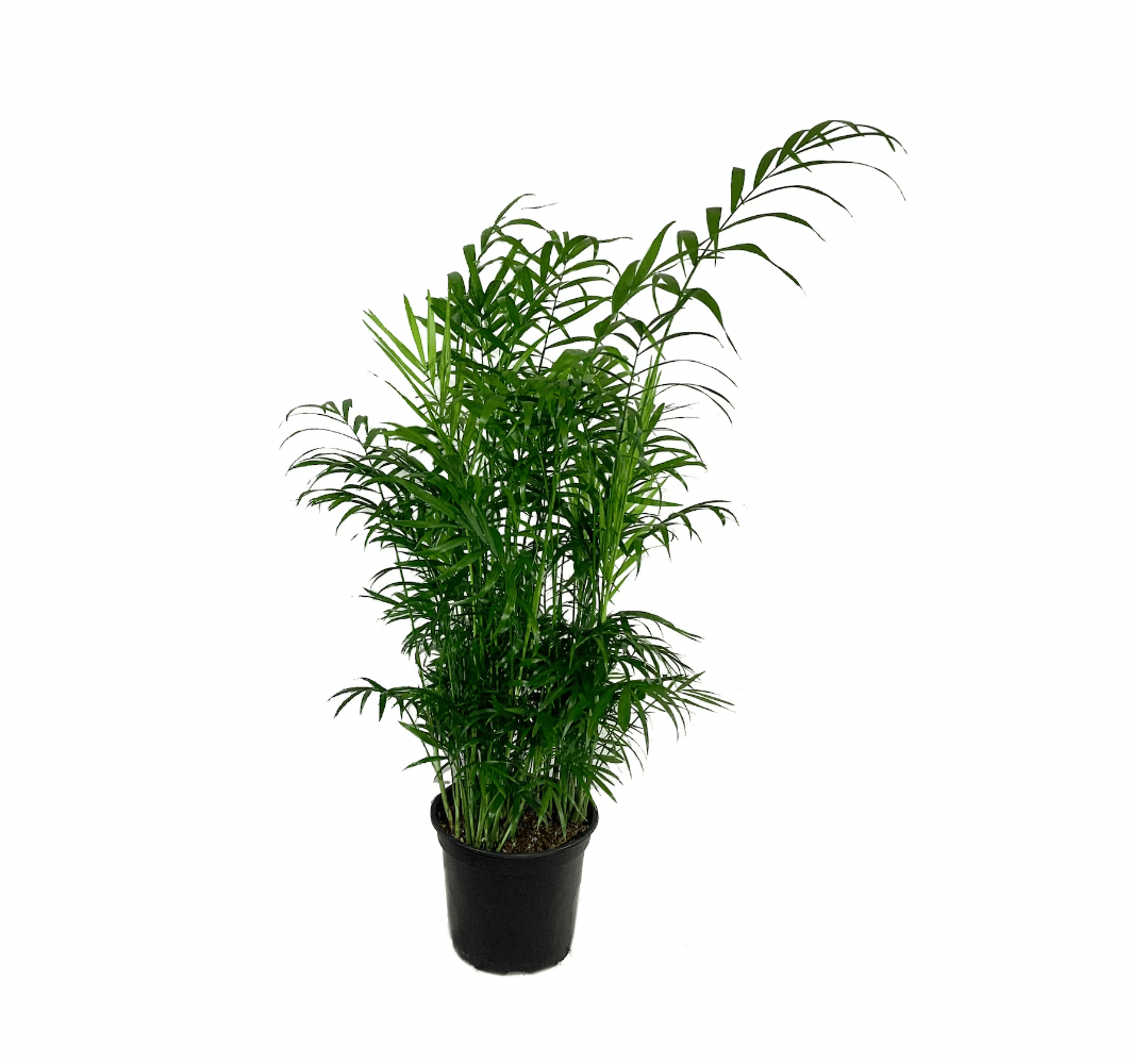 Neanthe Bella Palm - The Plant Lady SF