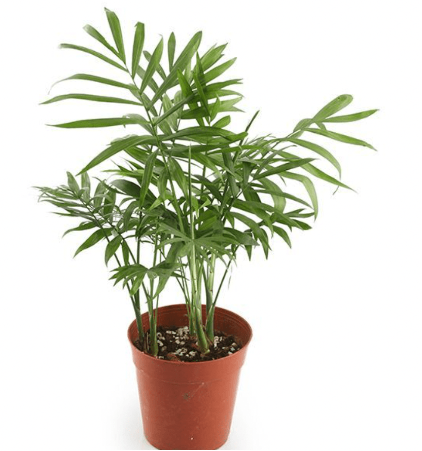 Neanthe Bella Palm - The Plant Lady SF