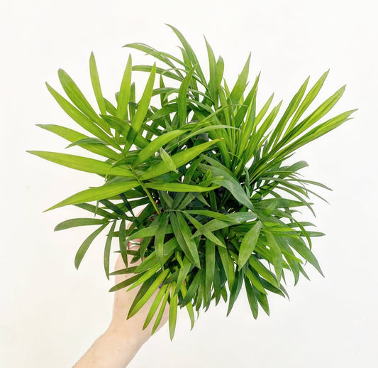 Neanthe Bella Palm - The Plant Lady SF