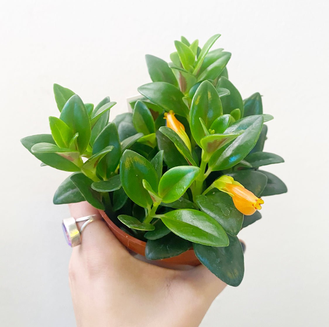 Nematanthus 'Christmas Holly' (Goldfish Plant) - The Plant Lady SF