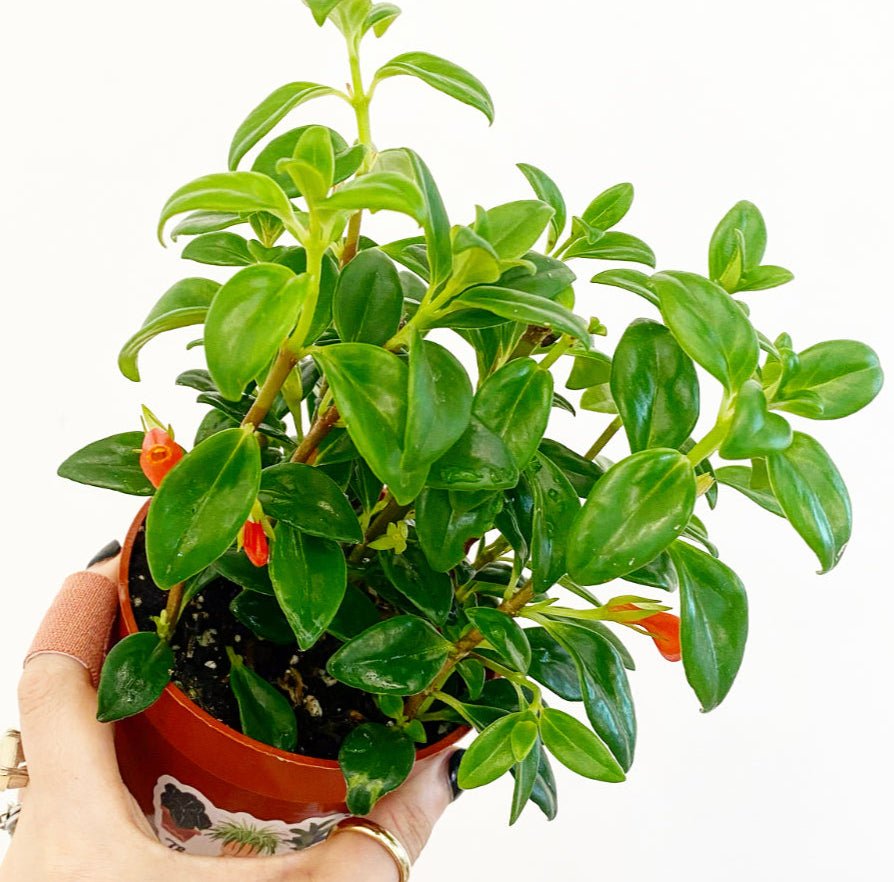 Nematanthus 'Christmas Holly' (Goldfish Plant) - The Plant Lady SF