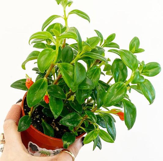 Nematanthus 'Christmas Holly' (Goldfish Plant) - The Plant Lady SF