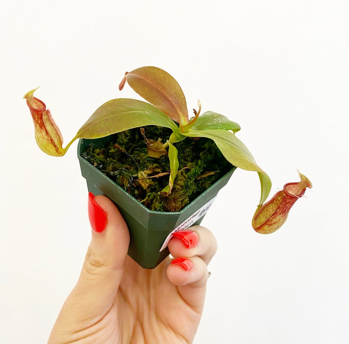 Nepenthes x St. Gaya - The Plant Lady SF