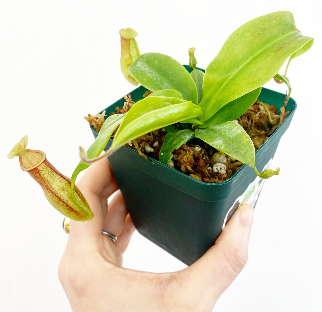 Nepenthes x St. Gaya - The Plant Lady SF