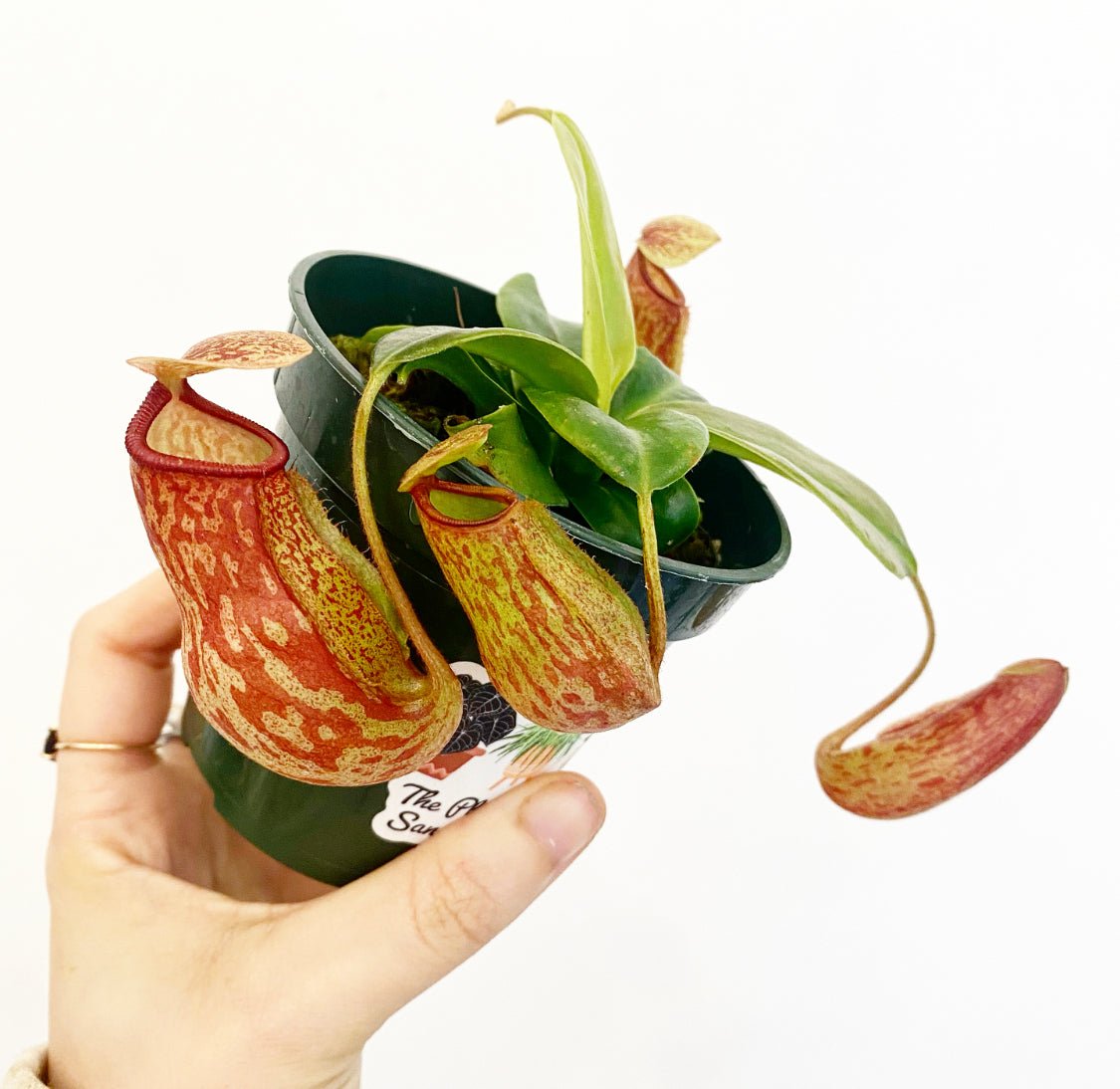 Nepenthes x St. Gaya - The Plant Lady SF