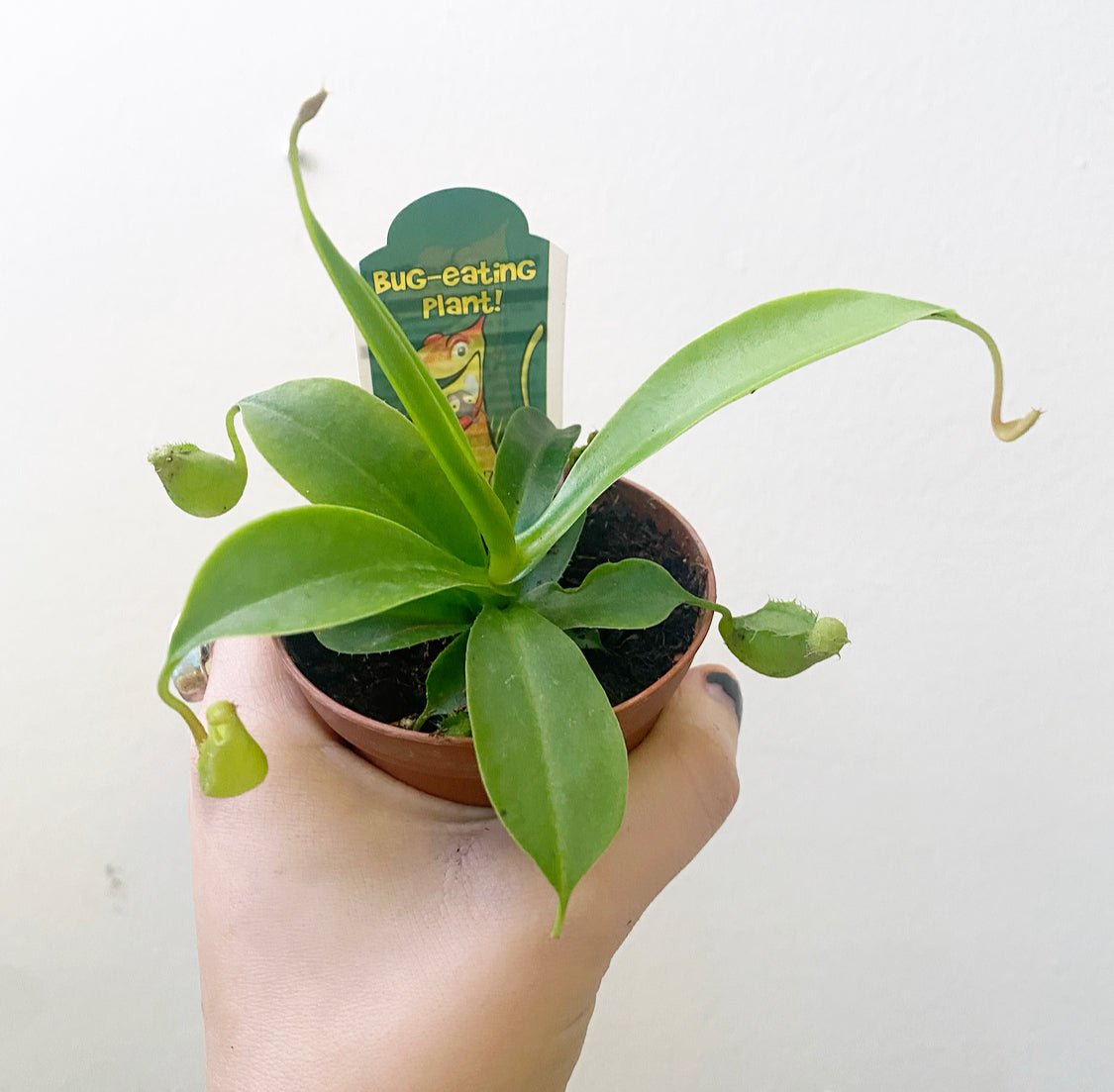 Nepenthes x ventrata (Pitcher Plant) - The Plant Lady SF