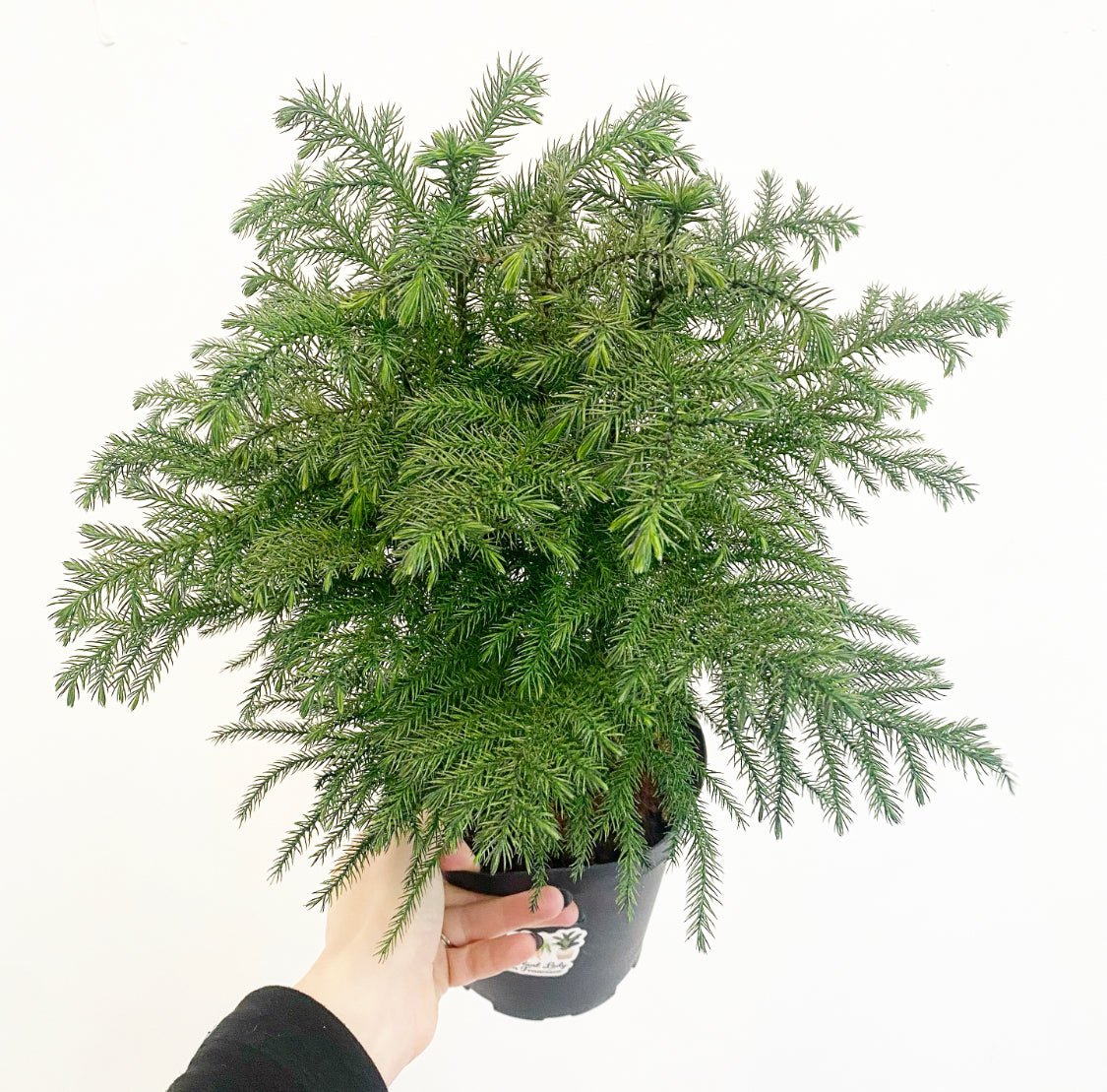 Norfolk Island Pine - The Plant Lady SF