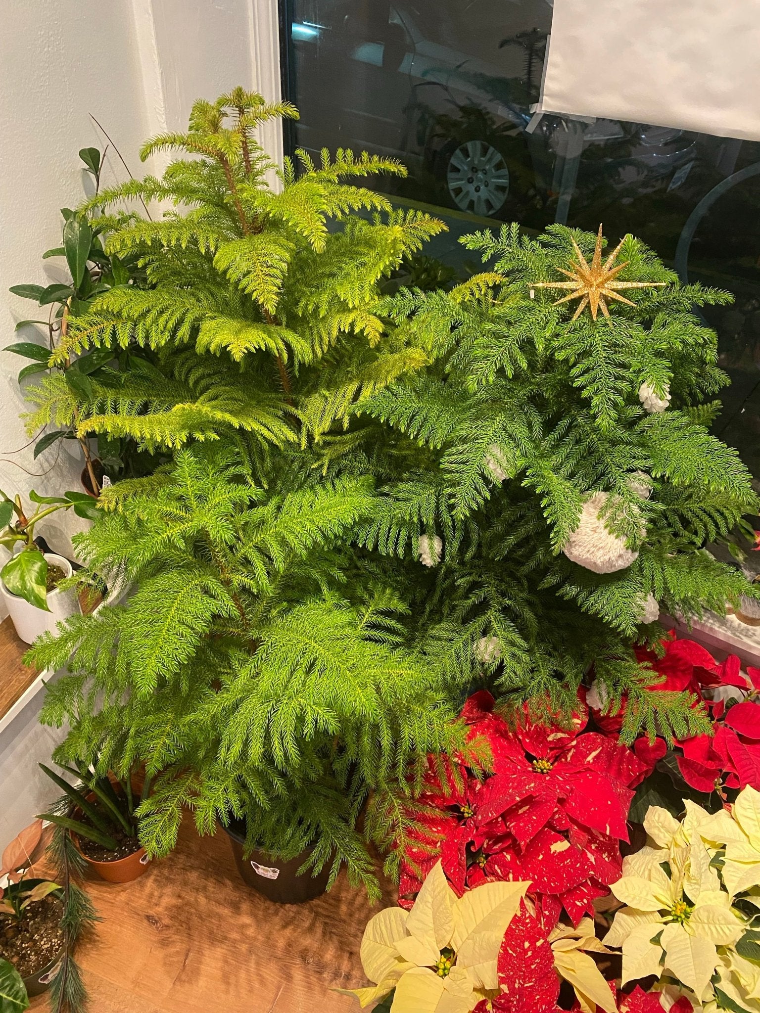 Norfolk Island Pine - The Plant Lady SF