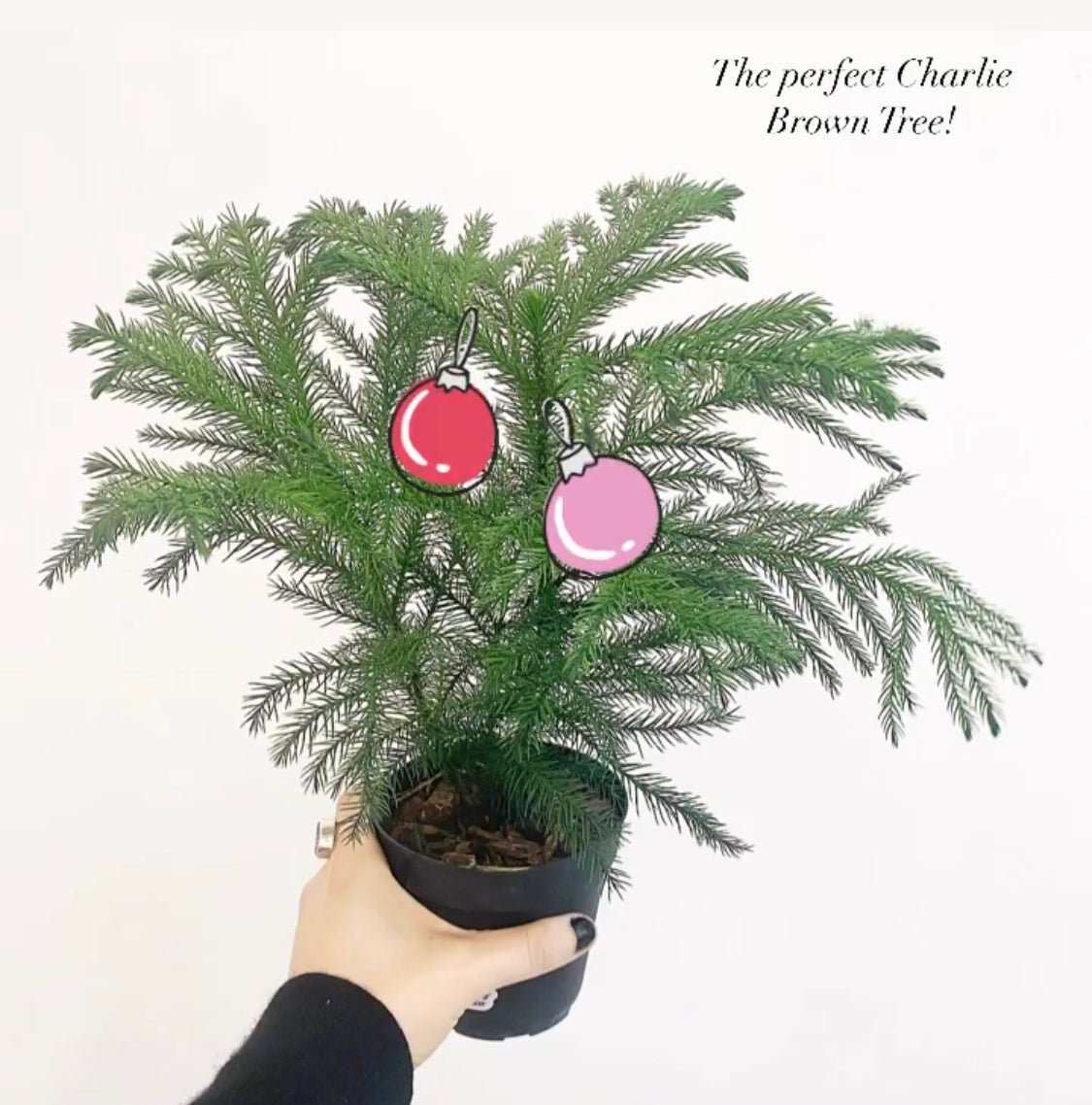 Norfolk Island Pine - The Plant Lady SF