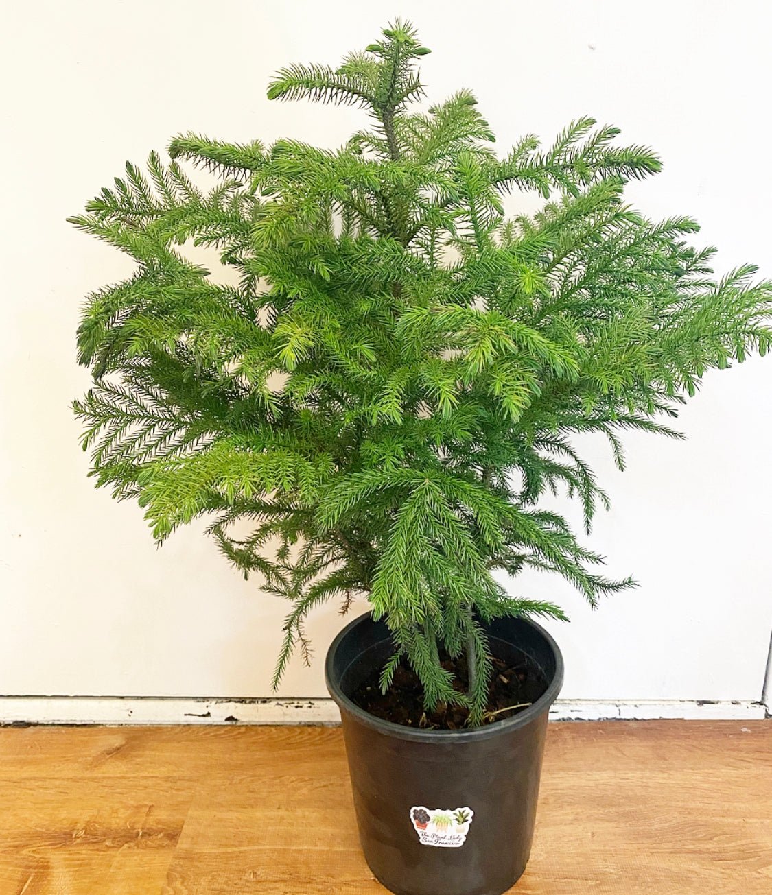 Norfolk Island Pine - The Plant Lady SF