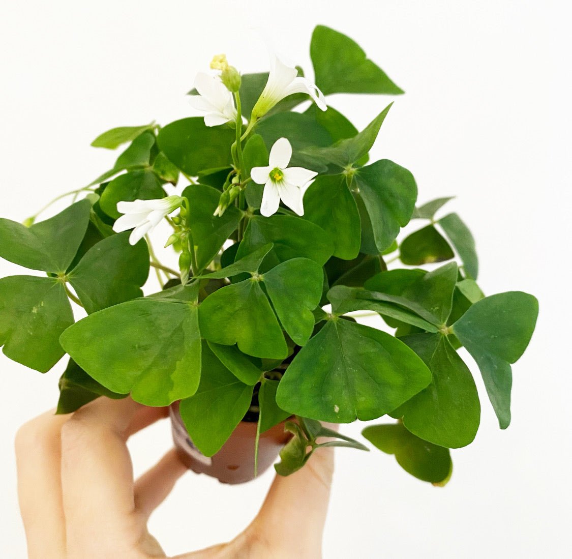 Oxalis acetosella (Shamrock) - The Plant Lady SF