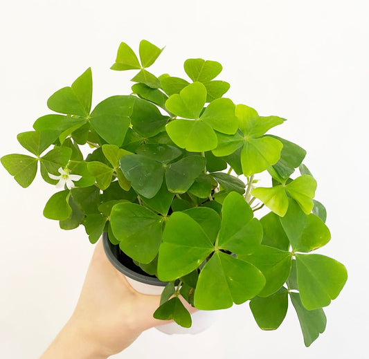 Oxalis acetosella (Shamrock) - The Plant Lady SF
