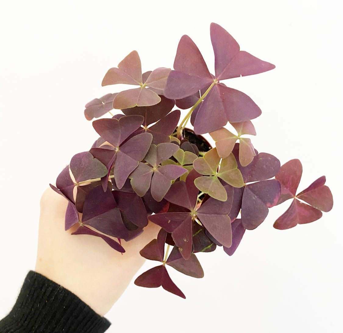 Oxalis triangularis - The Plant Lady SF