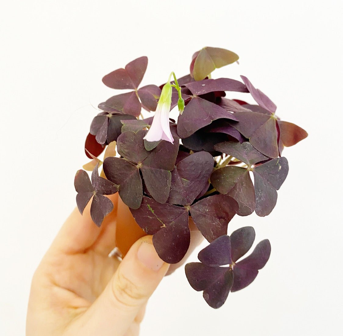 Oxalis triangularis - The Plant Lady SF