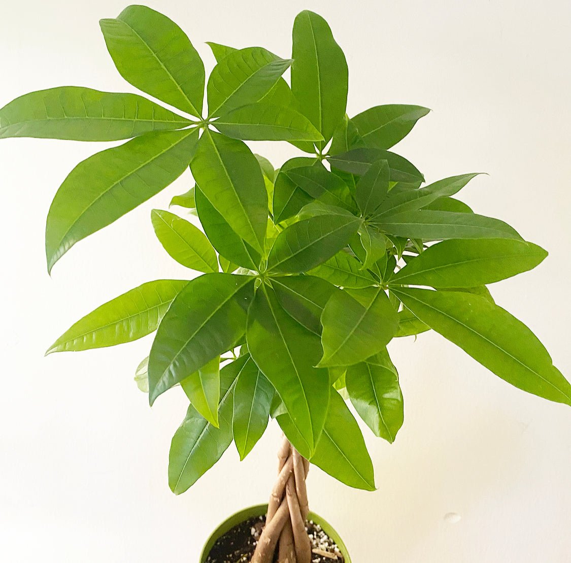 Pachira aquatica (Braided Money Tree) - The Plant Lady SF