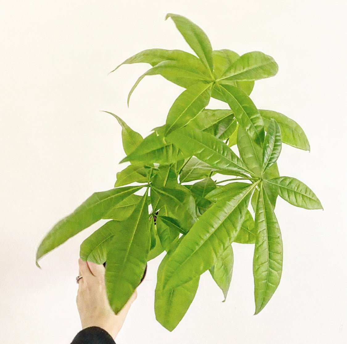 Pachira aquatica (Braided Money Tree) - The Plant Lady SF