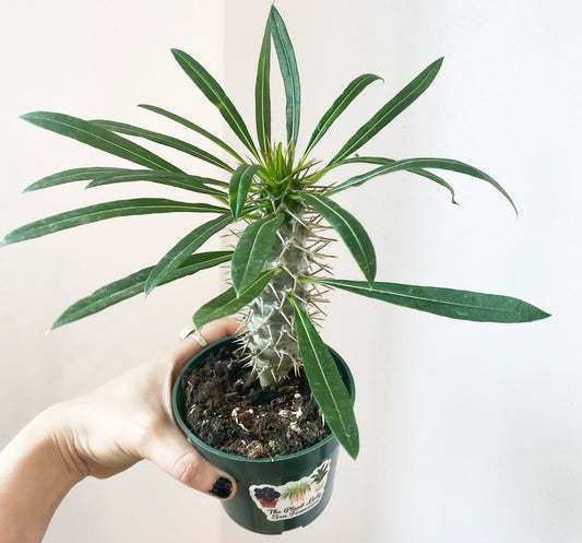 Pachypodium lamerei - The Plant Lady SF