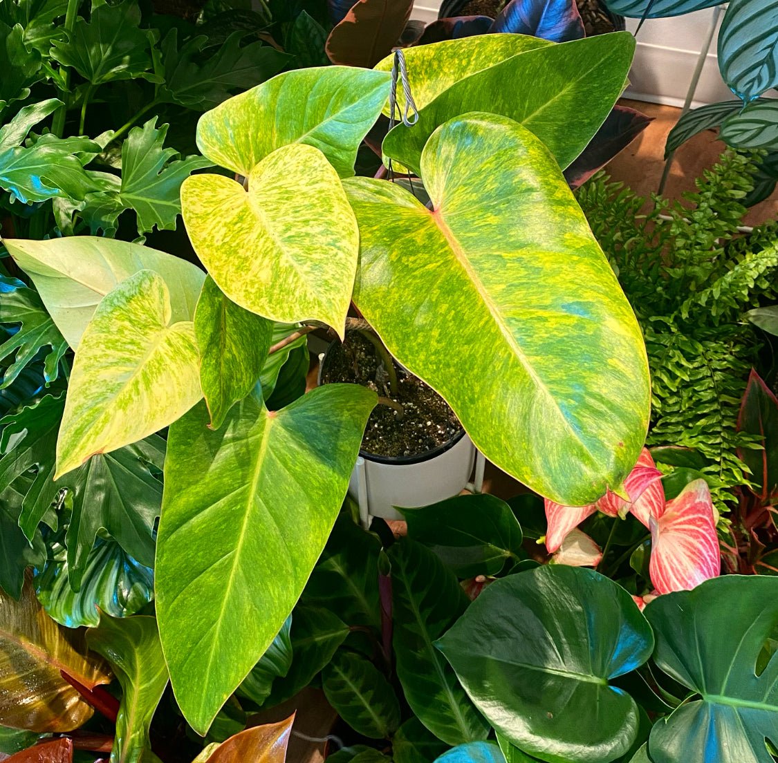Painted Lady Philodendron - The Plant Lady SF