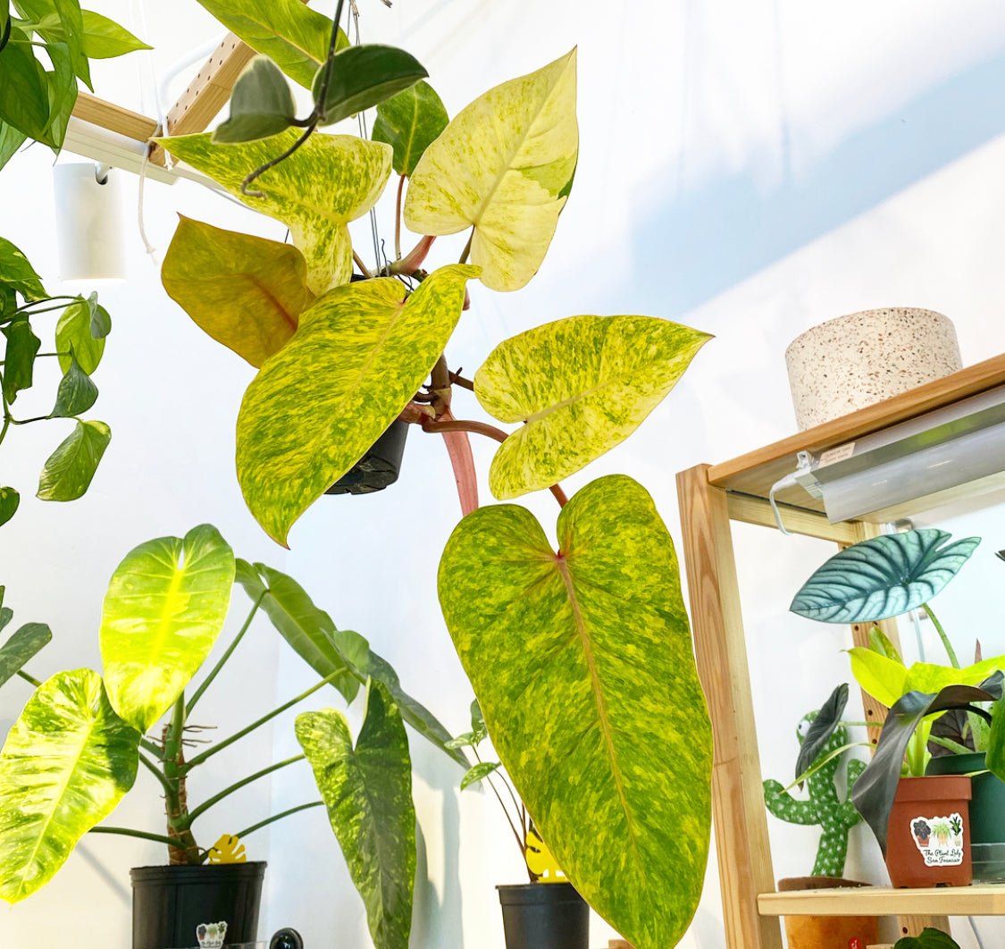 Painted Lady Philodendron - The Plant Lady SF