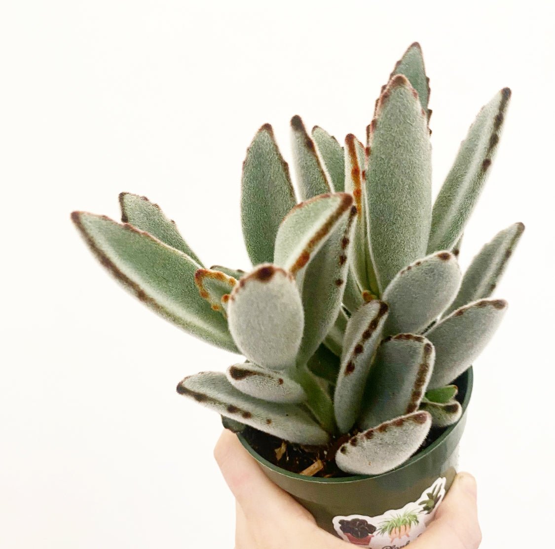 Panda Plant - The Plant Lady SF