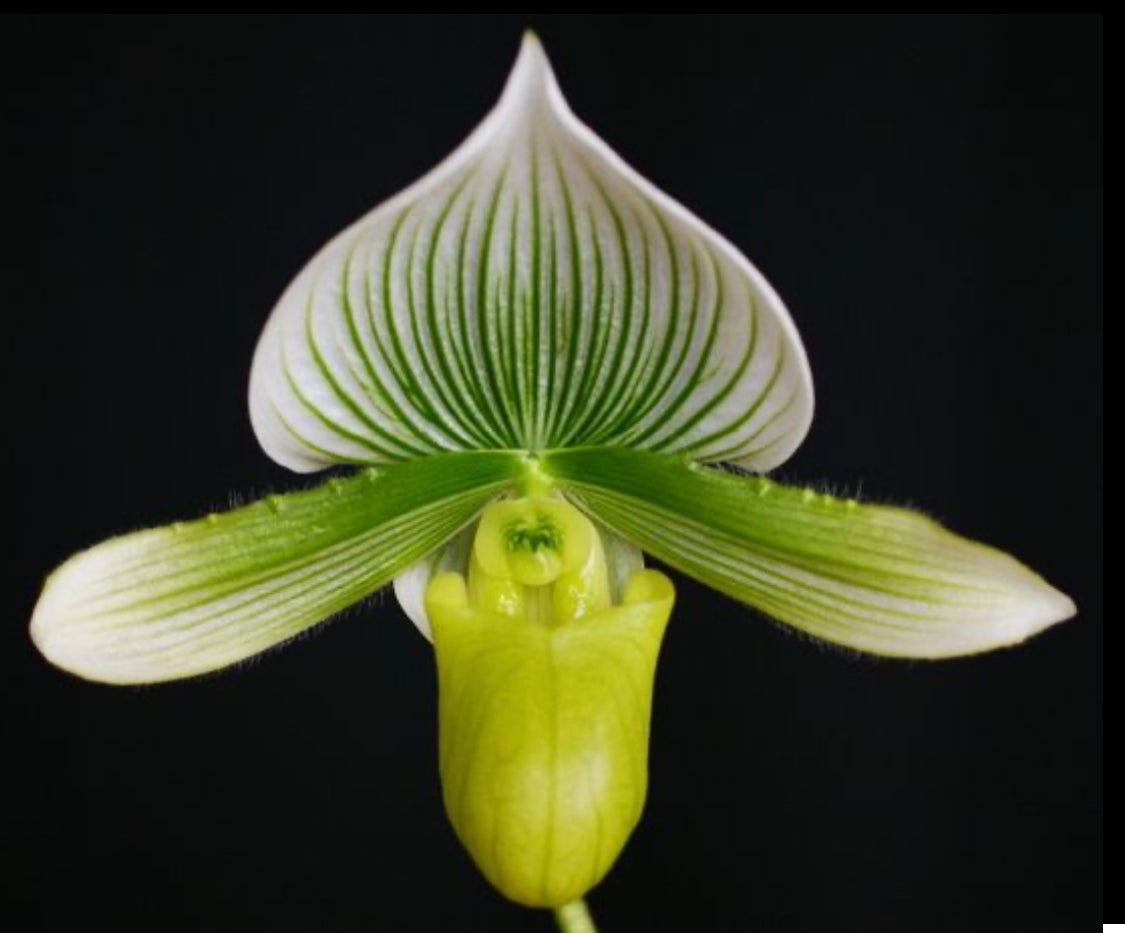 Paphiopedilum Maudiae Hybrid - White Flower - The Plant Lady SF