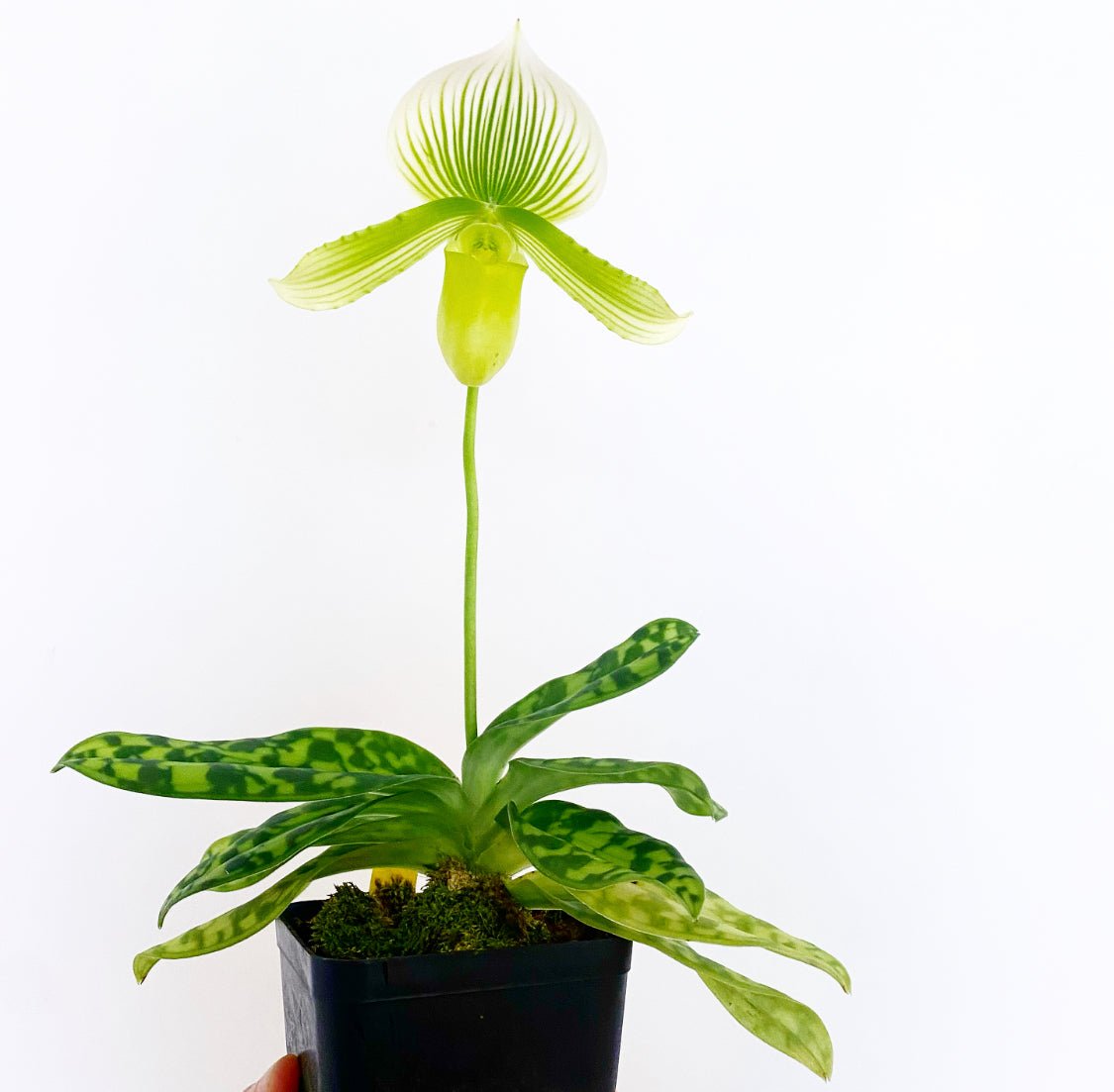 Paphiopedilum Maudiae Hybrid - White Flower - The Plant Lady SF