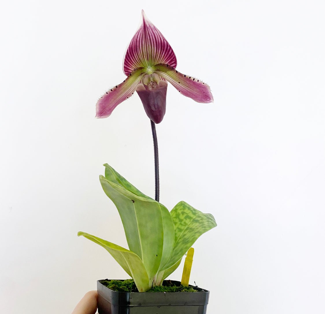 Paphiopedilum Maudiae Hybrids - The Plant Lady SF