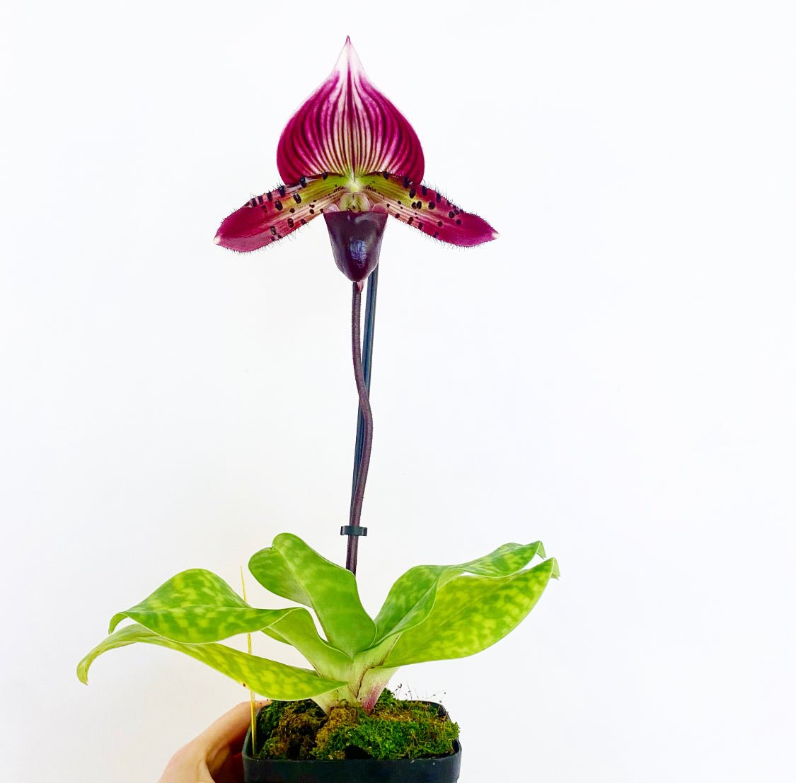 Paphiopedilum Maudiae Hybrids - The Plant Lady SF