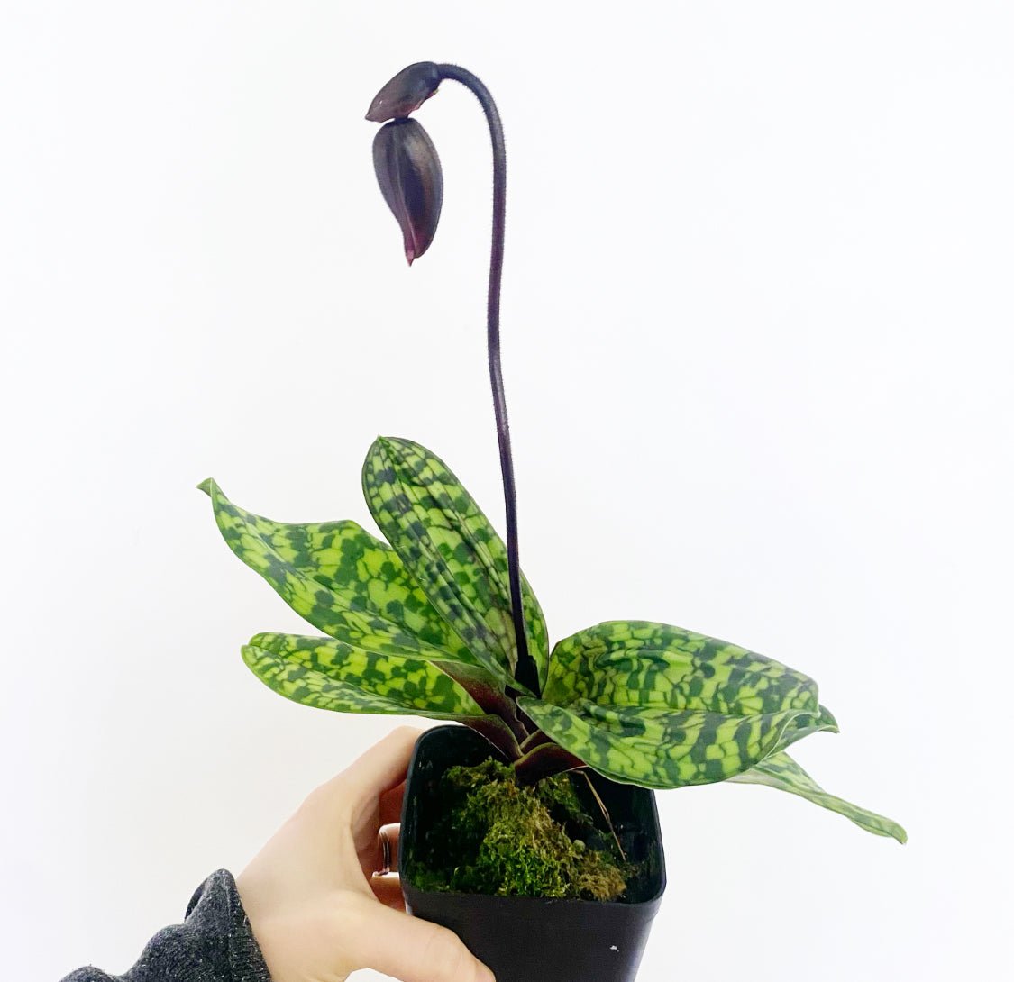 Paphiopedilum Maudiae Hybrids - The Plant Lady SF